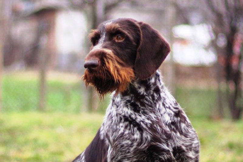weimaraner razza da ferma cane da caccia germania