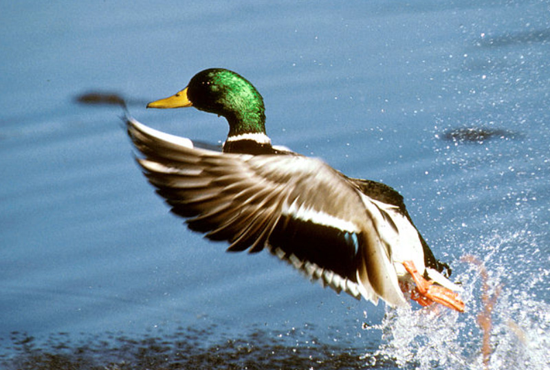fucili e cartucce per gli acquatici