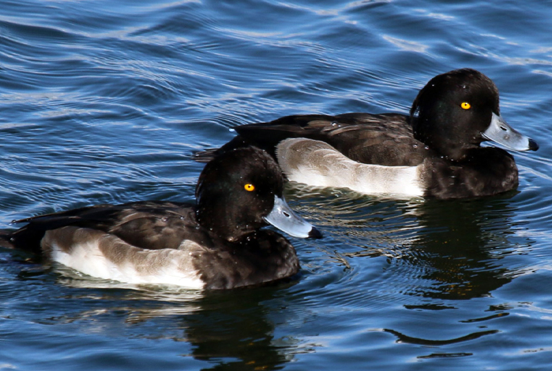 moretta caccia agli acquatici