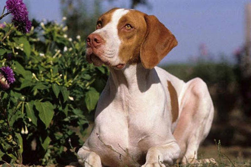 weimaraner razza da ferma cane da caccia germania